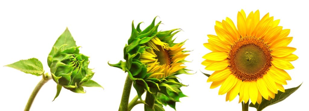 Intro Sunflower