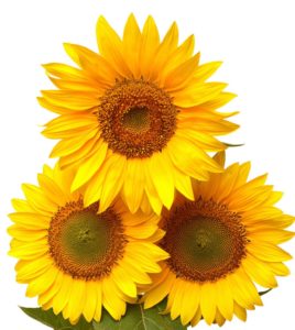 Sunflower 4 2
