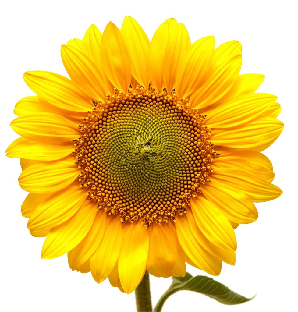 sunflower 3